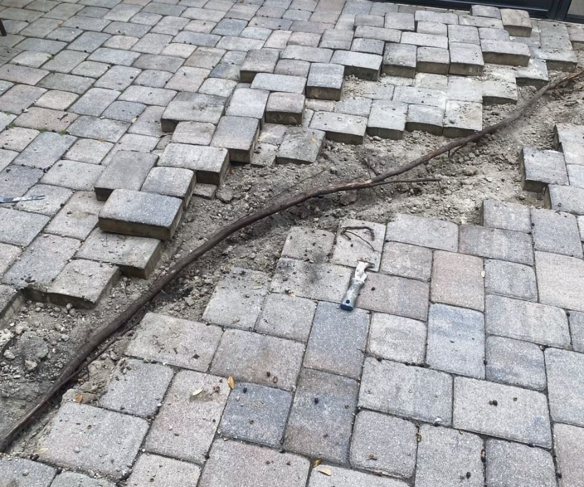 Paver patio damaged by tree root before repair in Saint Augustine, Florida