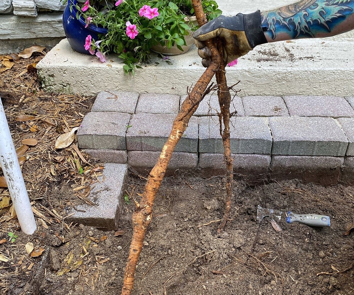 Close-up of a tree root removed from beneath a paver walkway in Saint Augustine, Florida